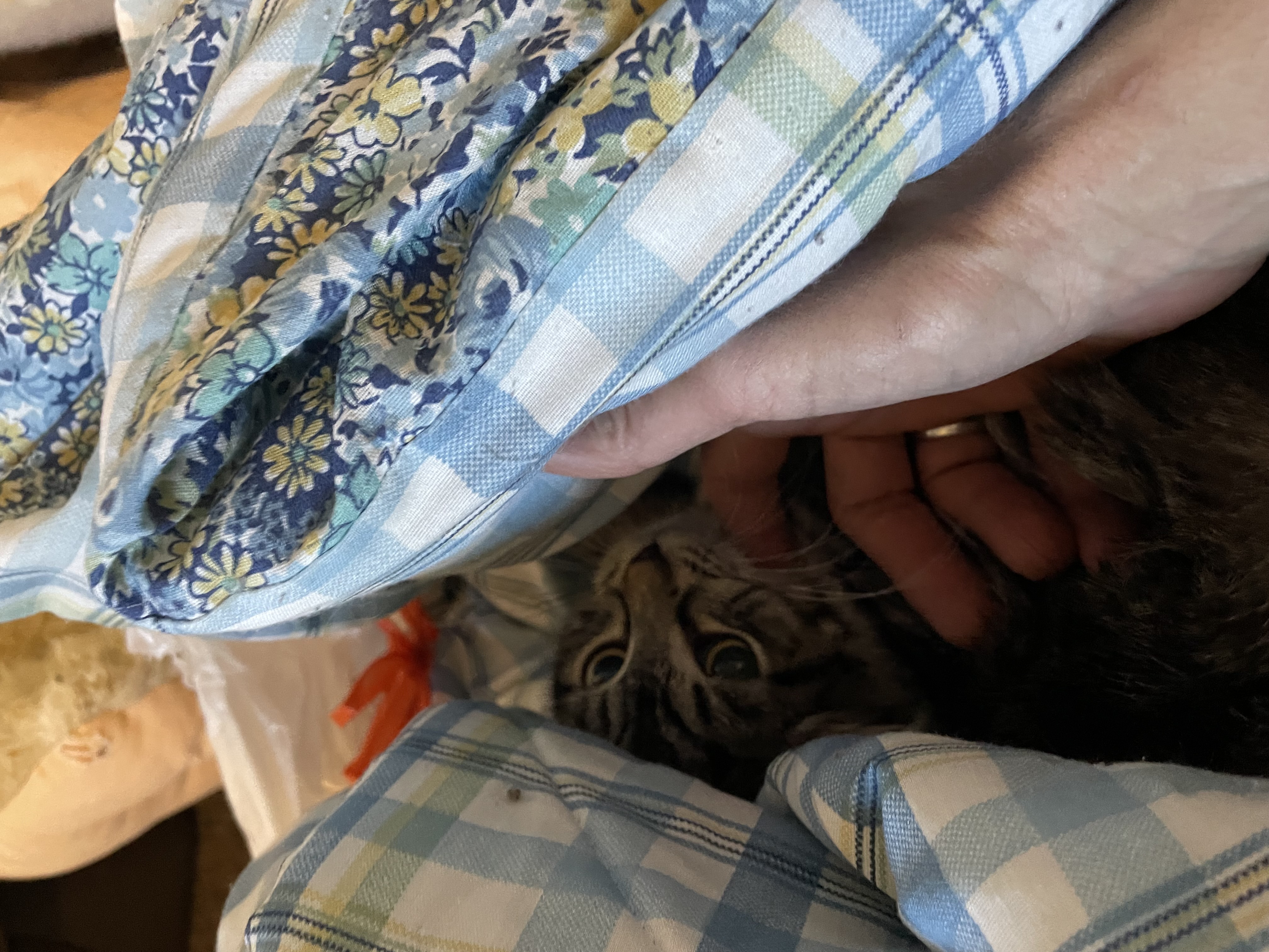 Mouse and Dresden, a Adoptable Tabby in Tacoma, WA image 2/3