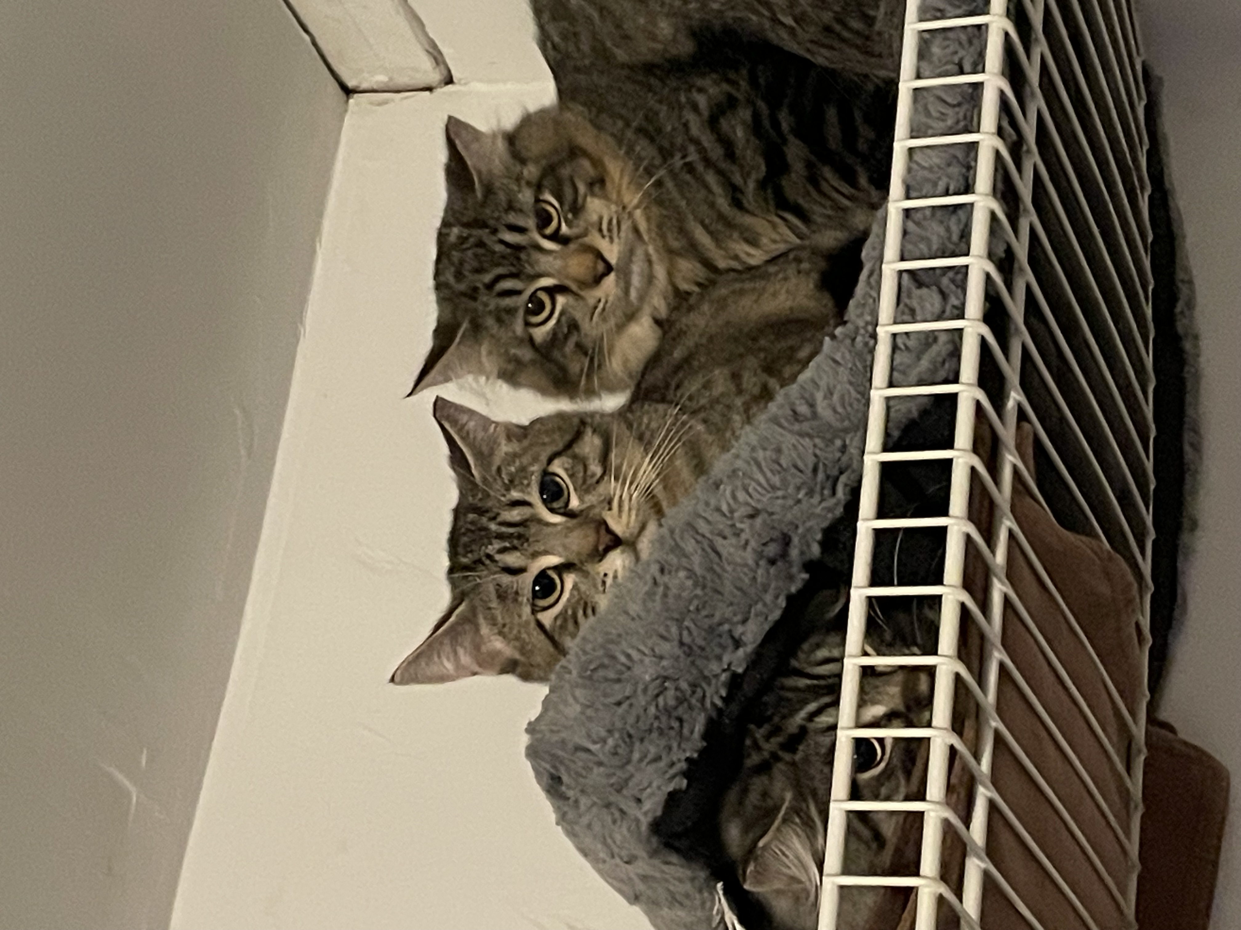 Mouse and Dresden, a Adoptable Tabby in Tacoma, WA image 1/3