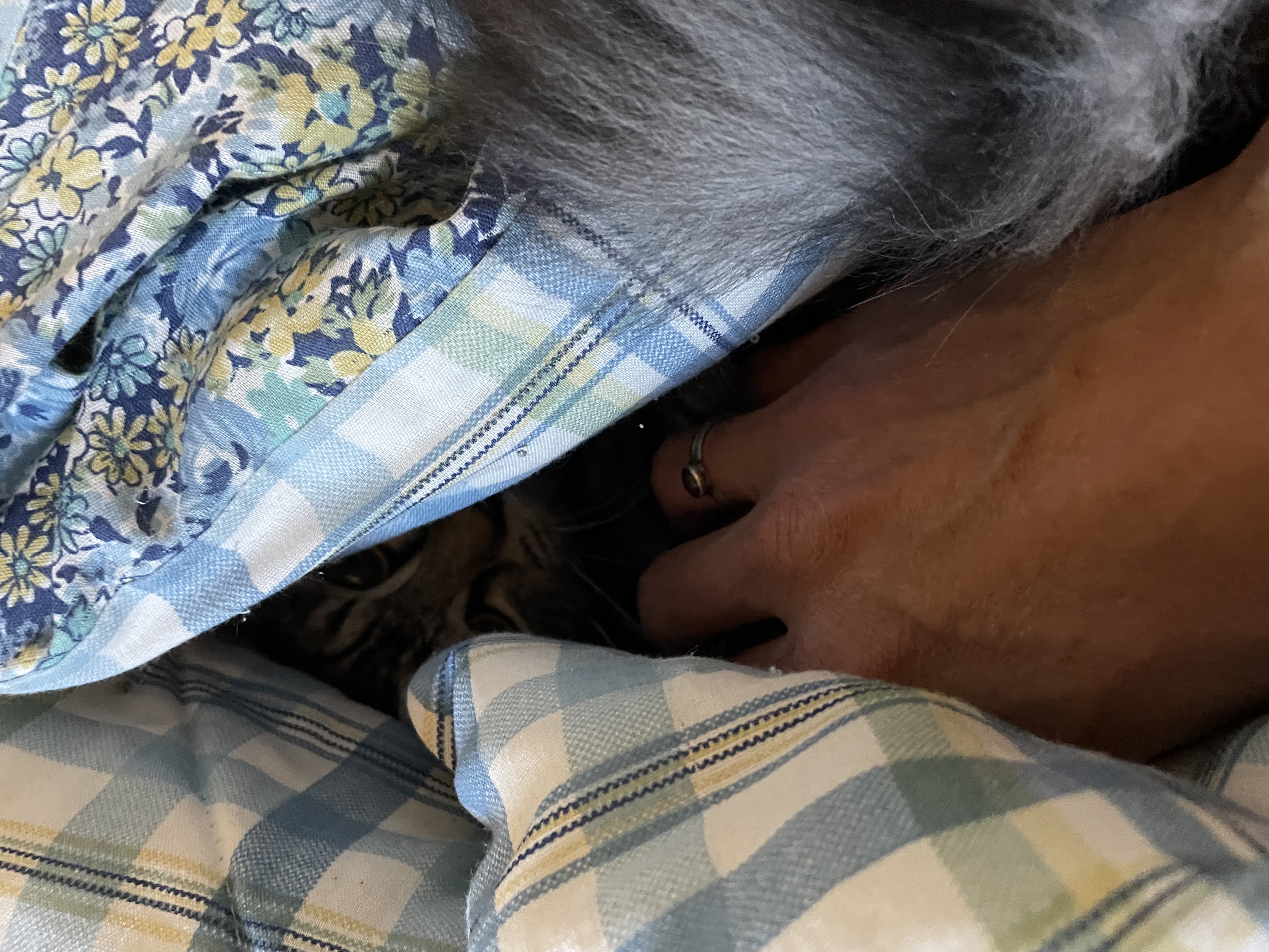 Mouse and Dresden, a Adoptable Tabby in Tacoma, WA image 3/3