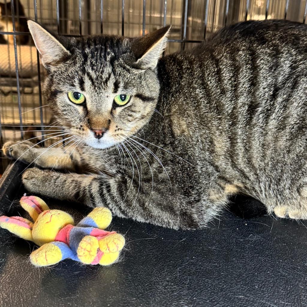 Turbo, Adoptable, Adult Male Domestic Short Hair.