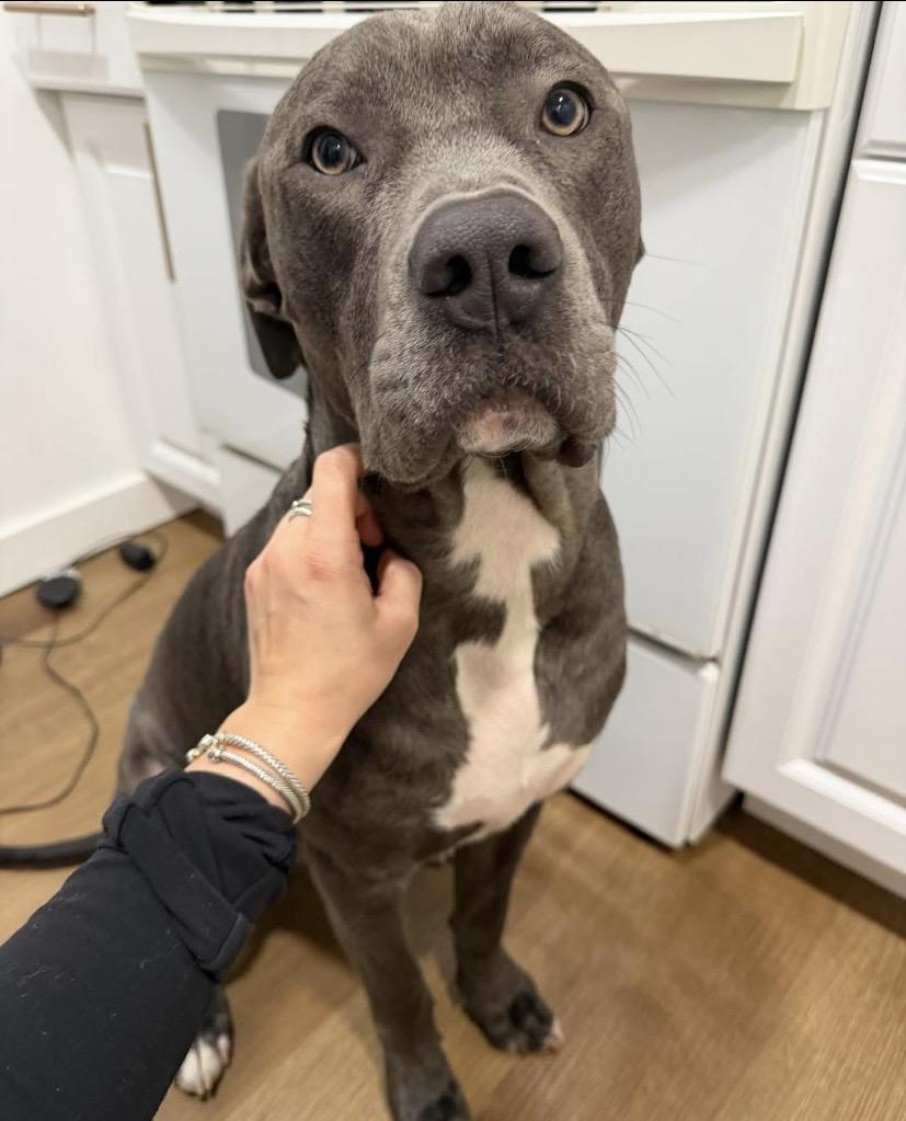 Enlarge Mr. Putnam, a ADOPTABLE mixed breed in Philadelphia, PA image 6/6