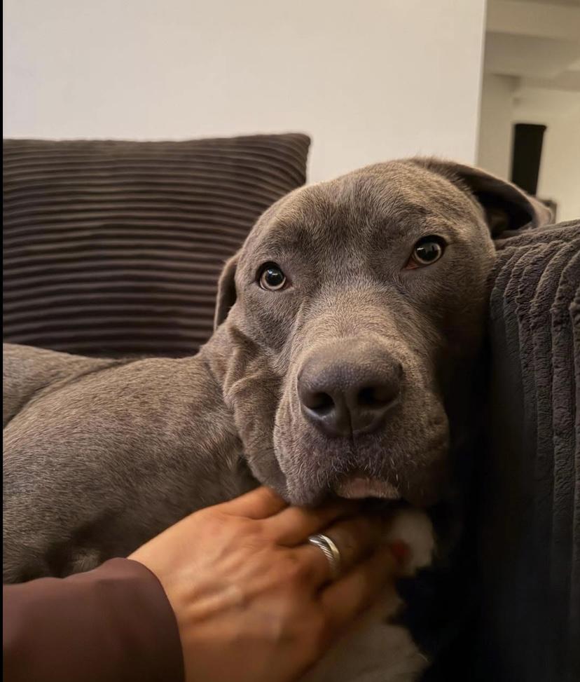 Mr. Putnam, a ADOPTABLE mixed breed in Philadelphia, PA image 5/6