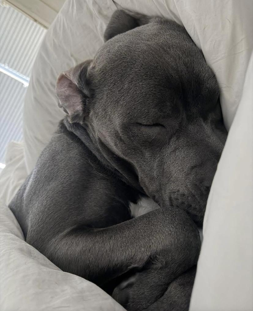 Enlarge Mr. Putnam, a ADOPTABLE mixed breed in Philadelphia, PA image 3/6