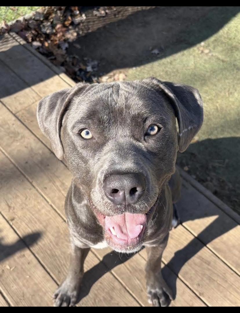 Mr. Putnam, ADOPTABLE, Young Male Pit Bull Terrier.