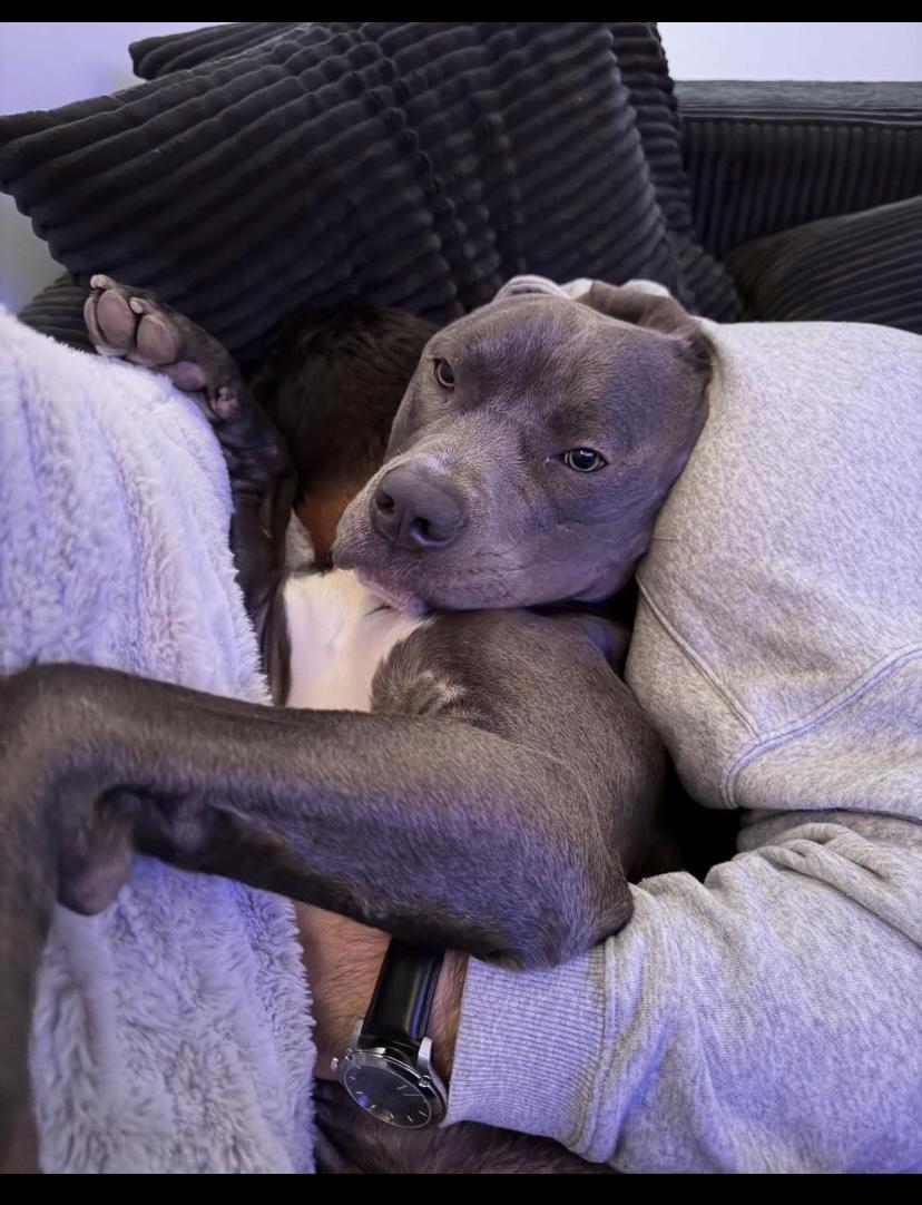 Enlarge Mr. Putnam, a ADOPTABLE mixed breed in Philadelphia, PA image 2/4