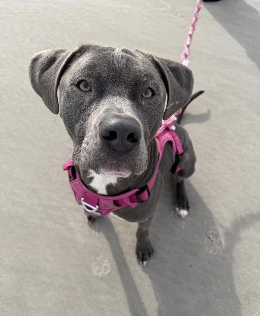 Mr. Putnam, ADOPTABLE, Young Male Pit Bull Terrier & Cane Corso.