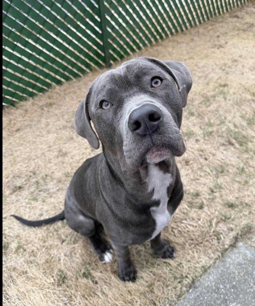 Mr. Putnam, a ADOPTABLE mixed breed in Philadelphia, PA image 2/6