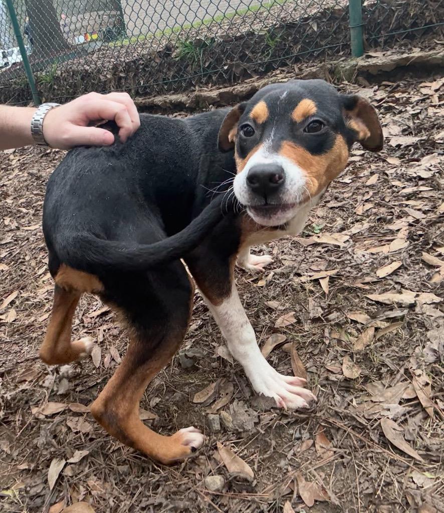 Willa, Adoptable, Young Female Terrier.