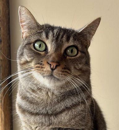 Enlarge Reagan, a Adoptable Tabby in Massapequa, NY image 1/5