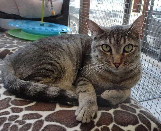 Enlarge Reagan, a Adoptable Tabby in Massapequa, NY image 2/5