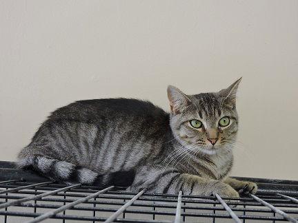 Enlarge Reagan, a Adoptable Tabby in Massapequa, NY image 3/5