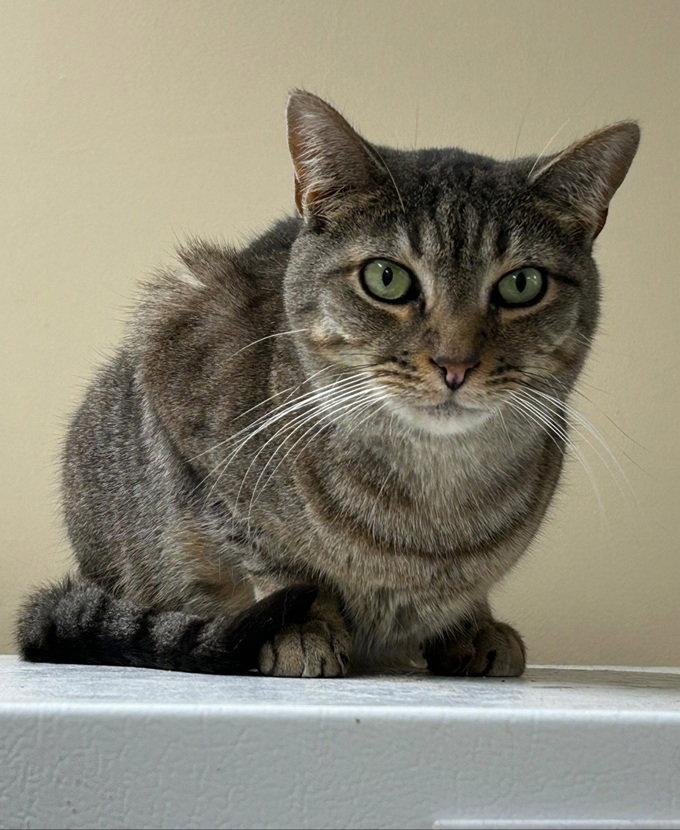 Reagan, a Adoptable Tabby in Massapequa, NY image 3/3