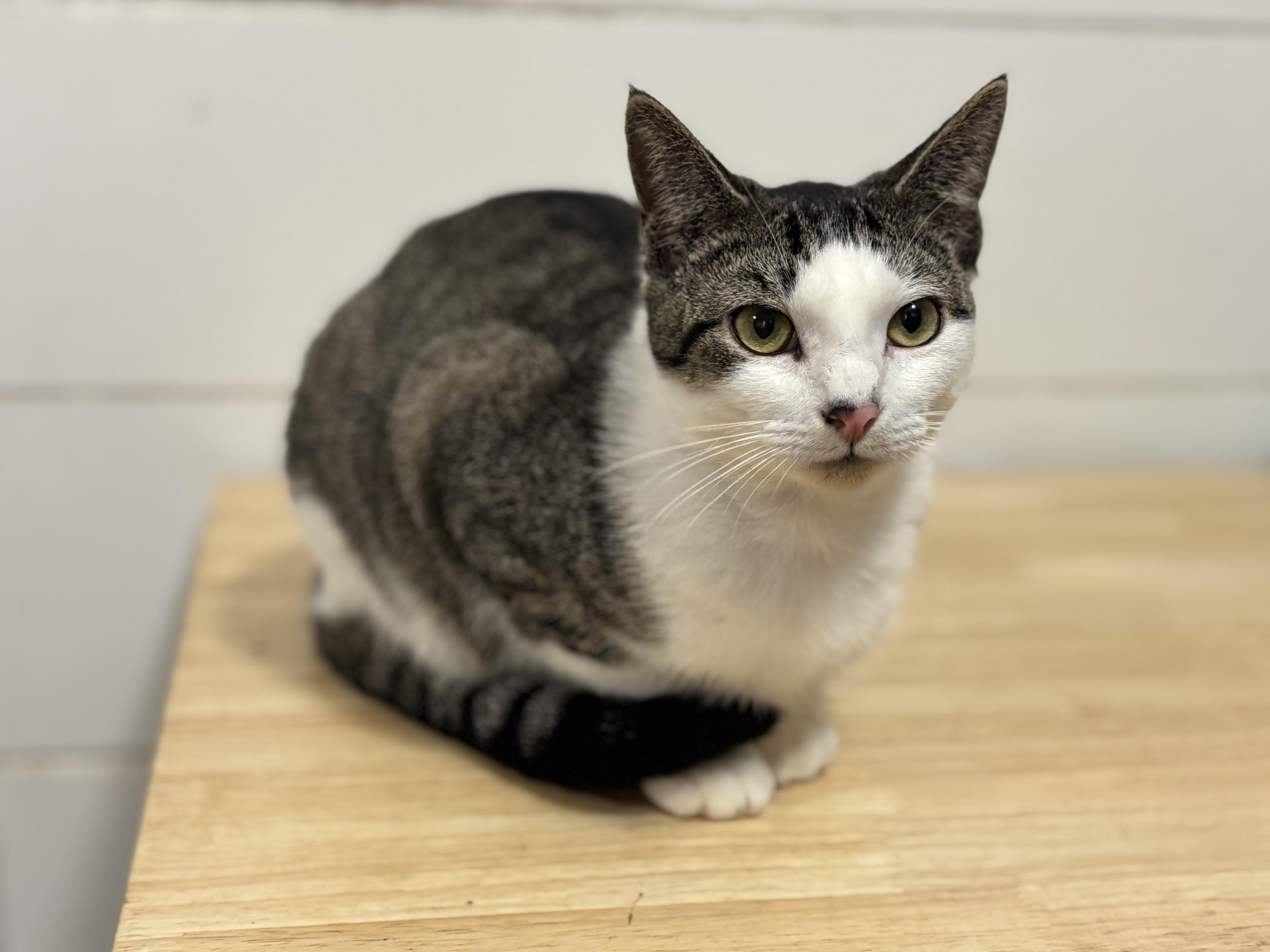 Enlarge Rumor , a Adoptable Domestic Short Hair in Keene, NH image 5/5