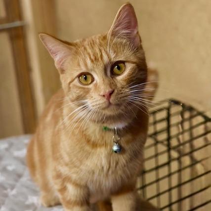 Terri, Adoptable, Adult Female Domestic Short Hair.