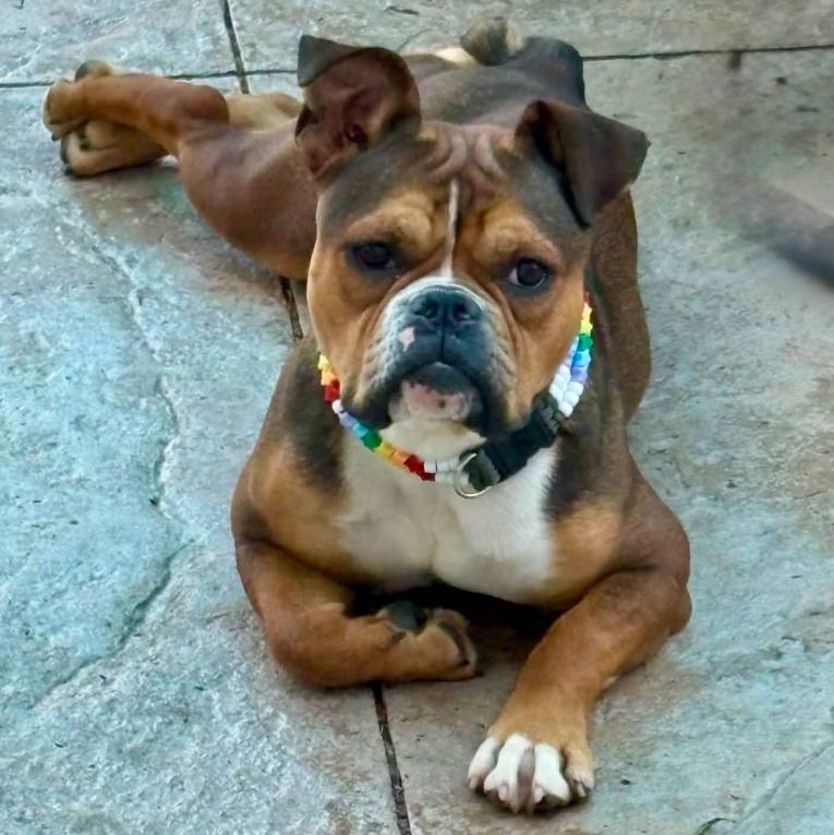 Enlarge Bubbles, a ADOPTABLE mixed breed in Mead, CO image 1/1
