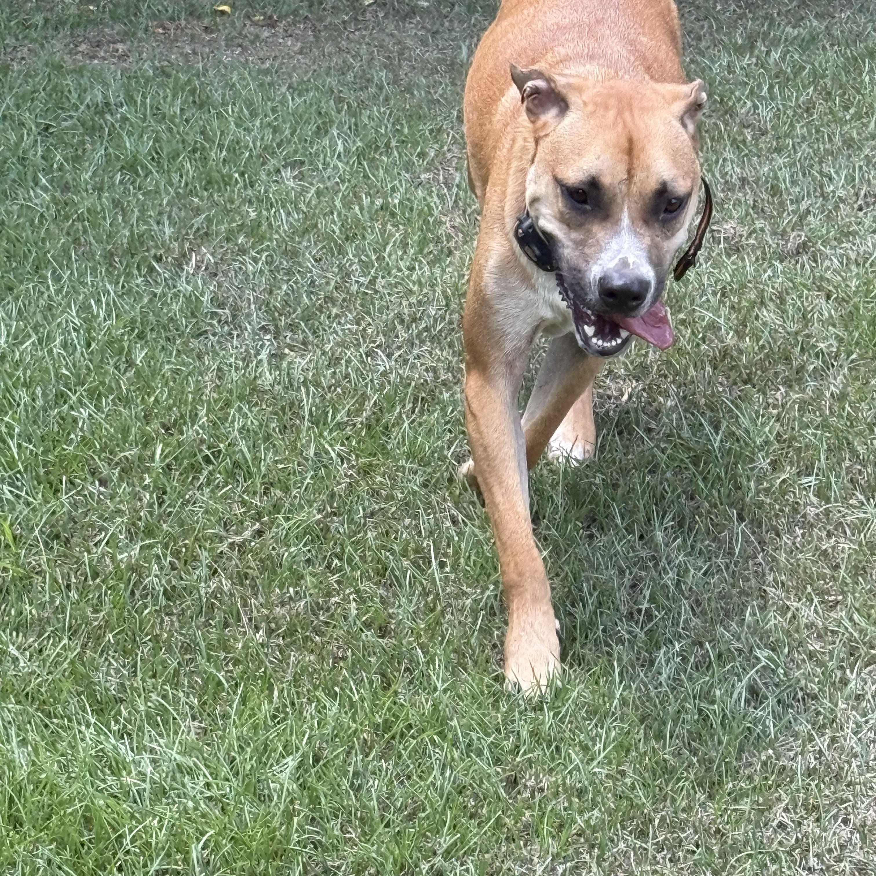 Enlarge Rio, a Adoptable mixed breed in Mount Hermon, LA image 3/4