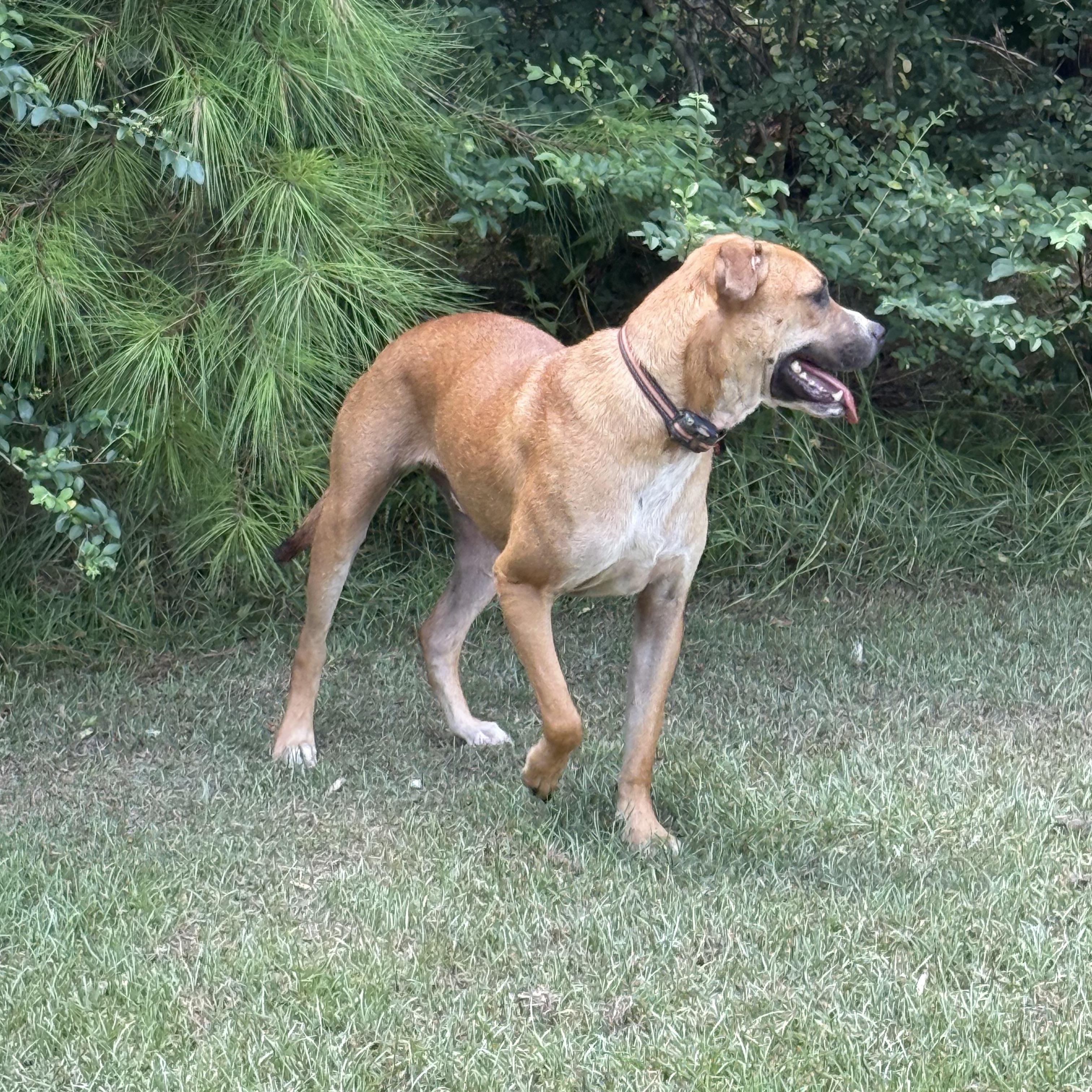 Enlarge Rio, a Adoptable mixed breed in Mount Hermon, LA image 2/4