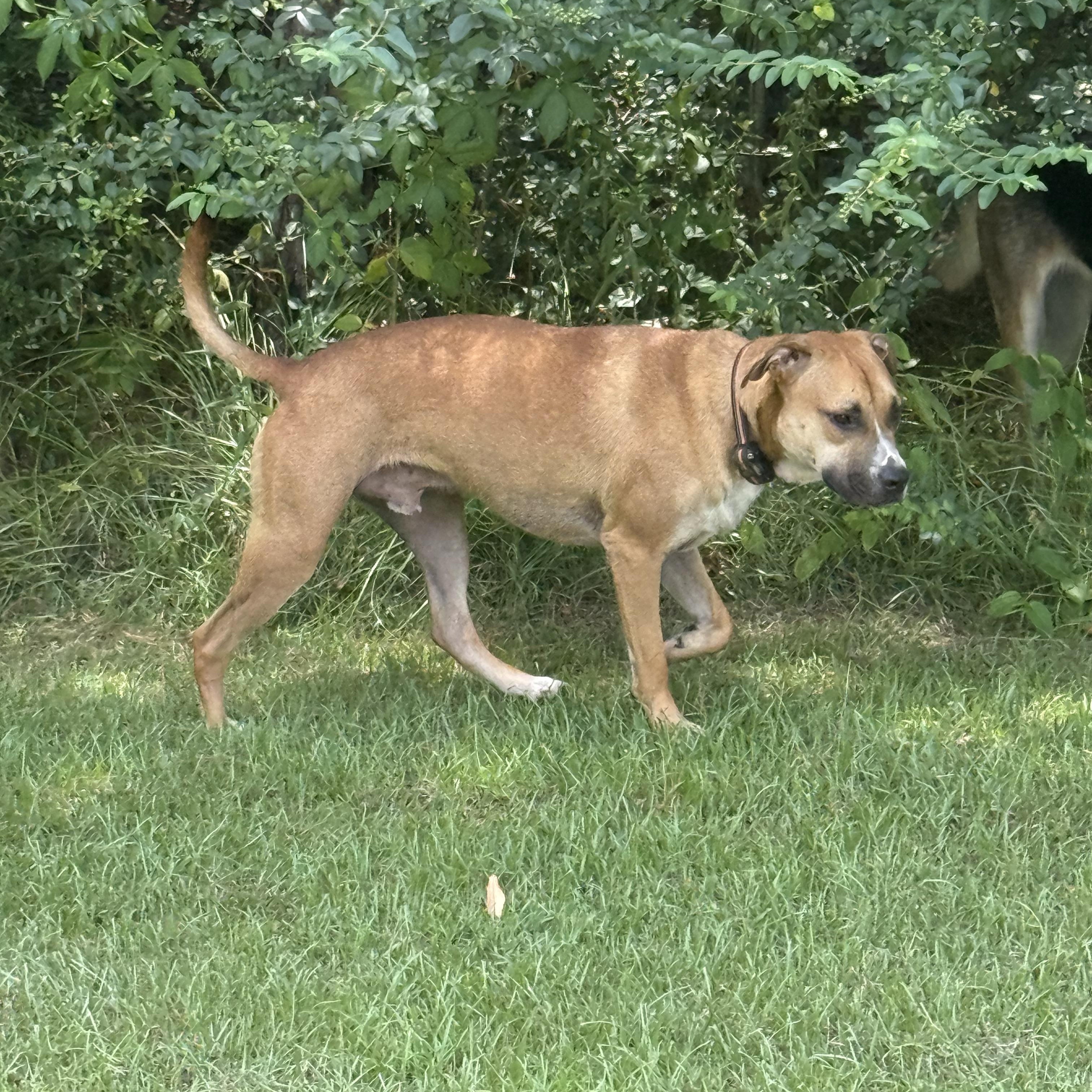 Enlarge Rio, a Adoptable mixed breed in Mount Hermon, LA image 4/4