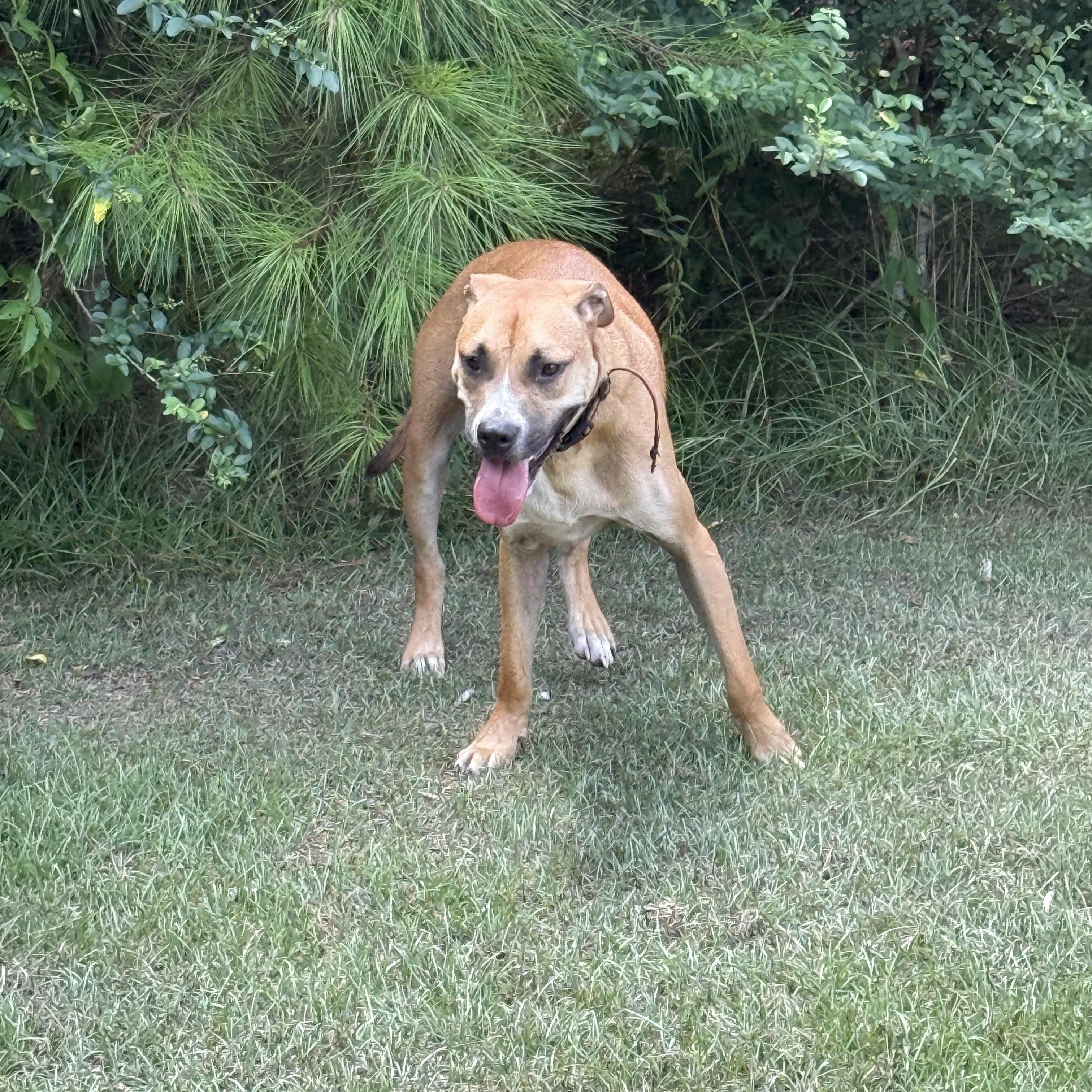 Enlarge Rio, a Adoptable mixed breed in Mount Hermon, LA image 1/4