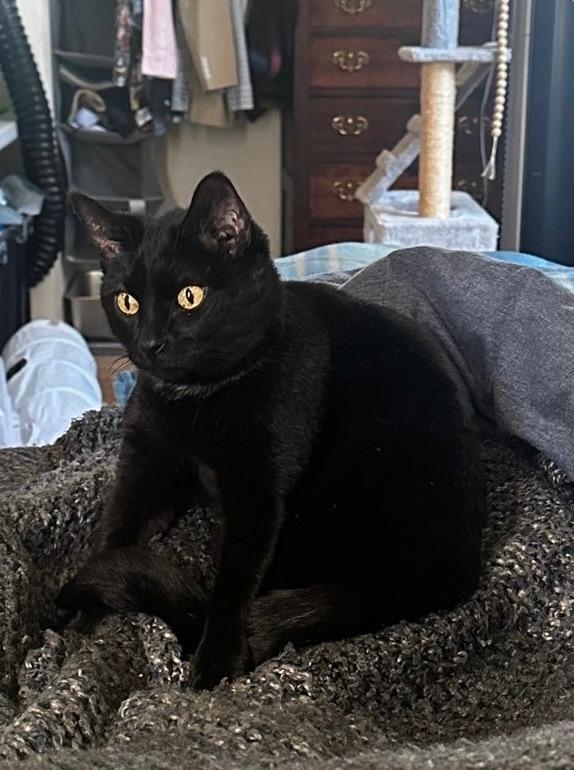 Bertha BombshellF, Adoptable, Adult Female Domestic Short Hair.