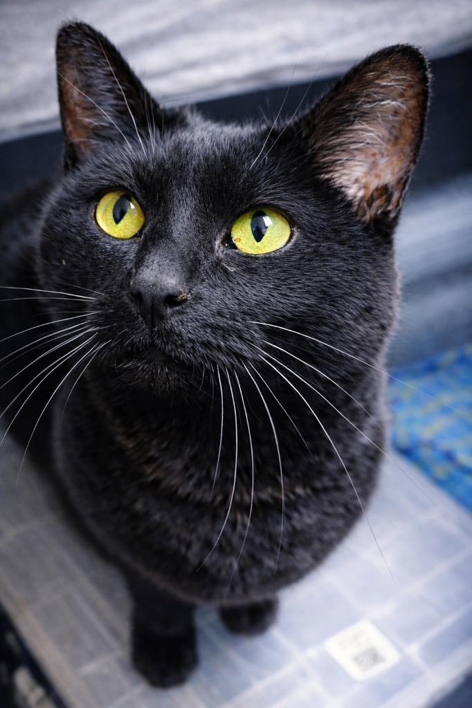 Enlarge Bertha BombshellF, a Adoptable mixed breed in Fort Lupton, CO image 2/2