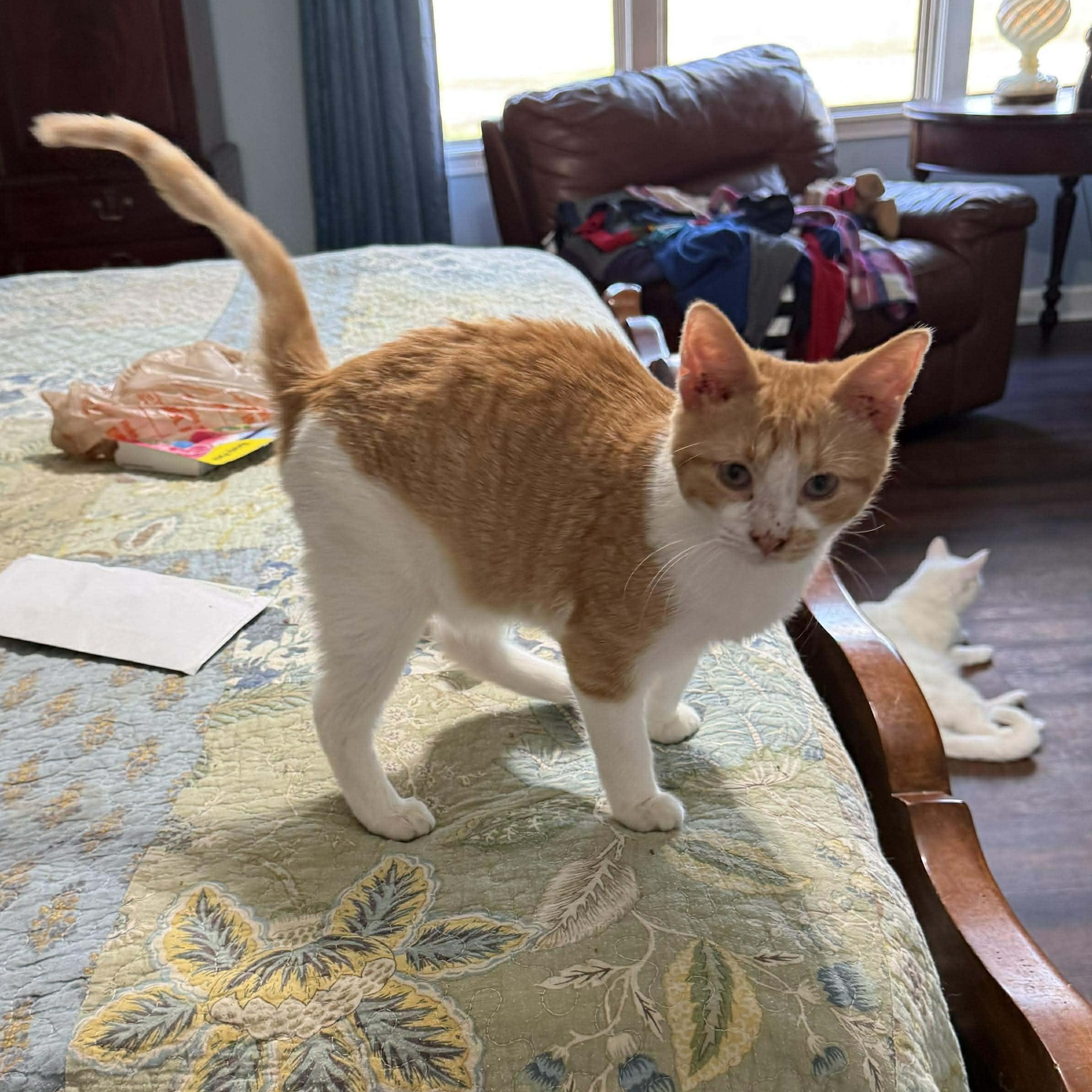 Enlarge Wreck It Ralph, an adopted Domestic Short Hair in Indianapolis, IN image 1/3