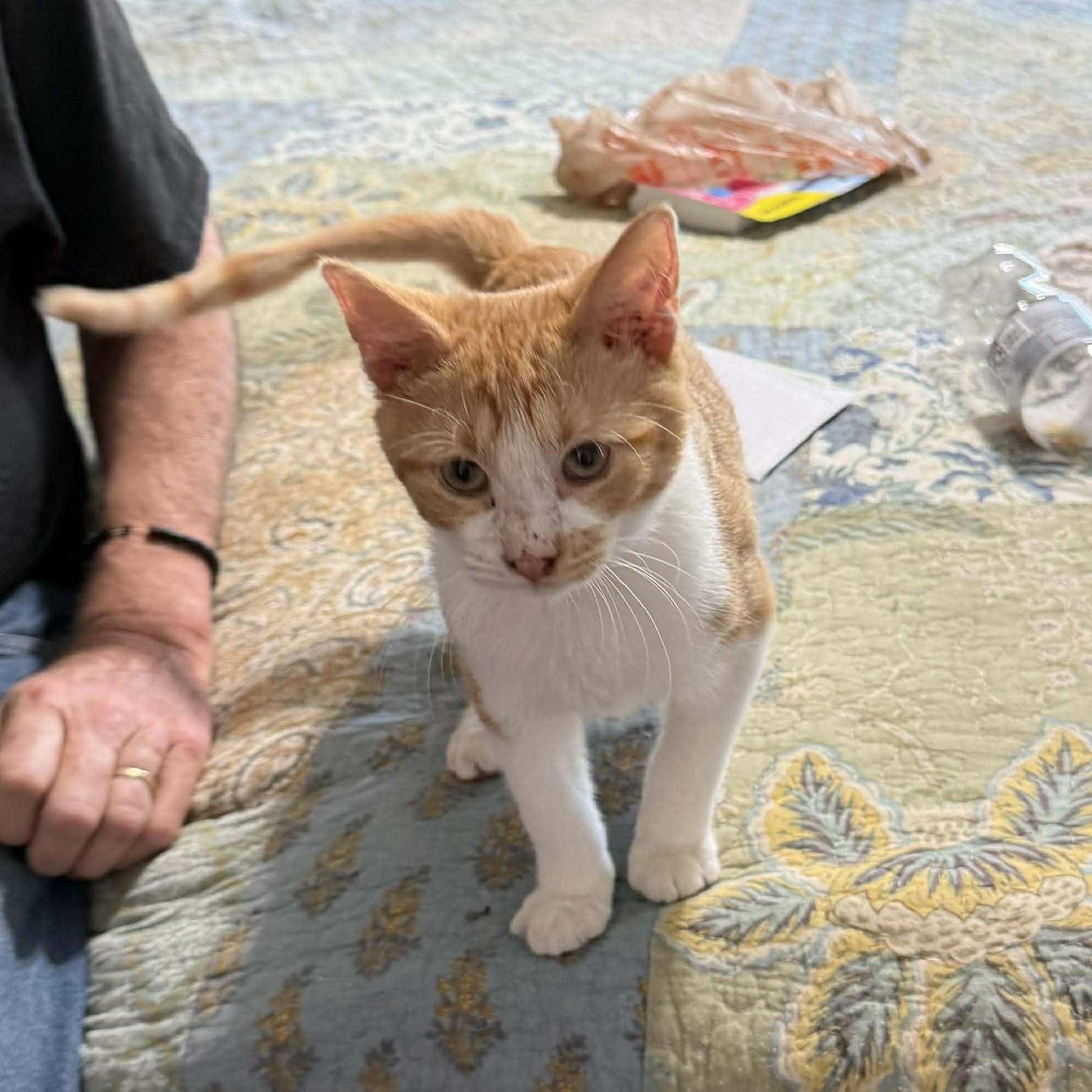 Enlarge Wreck It Ralph, an adopted Domestic Short Hair in Indianapolis, IN image 3/3