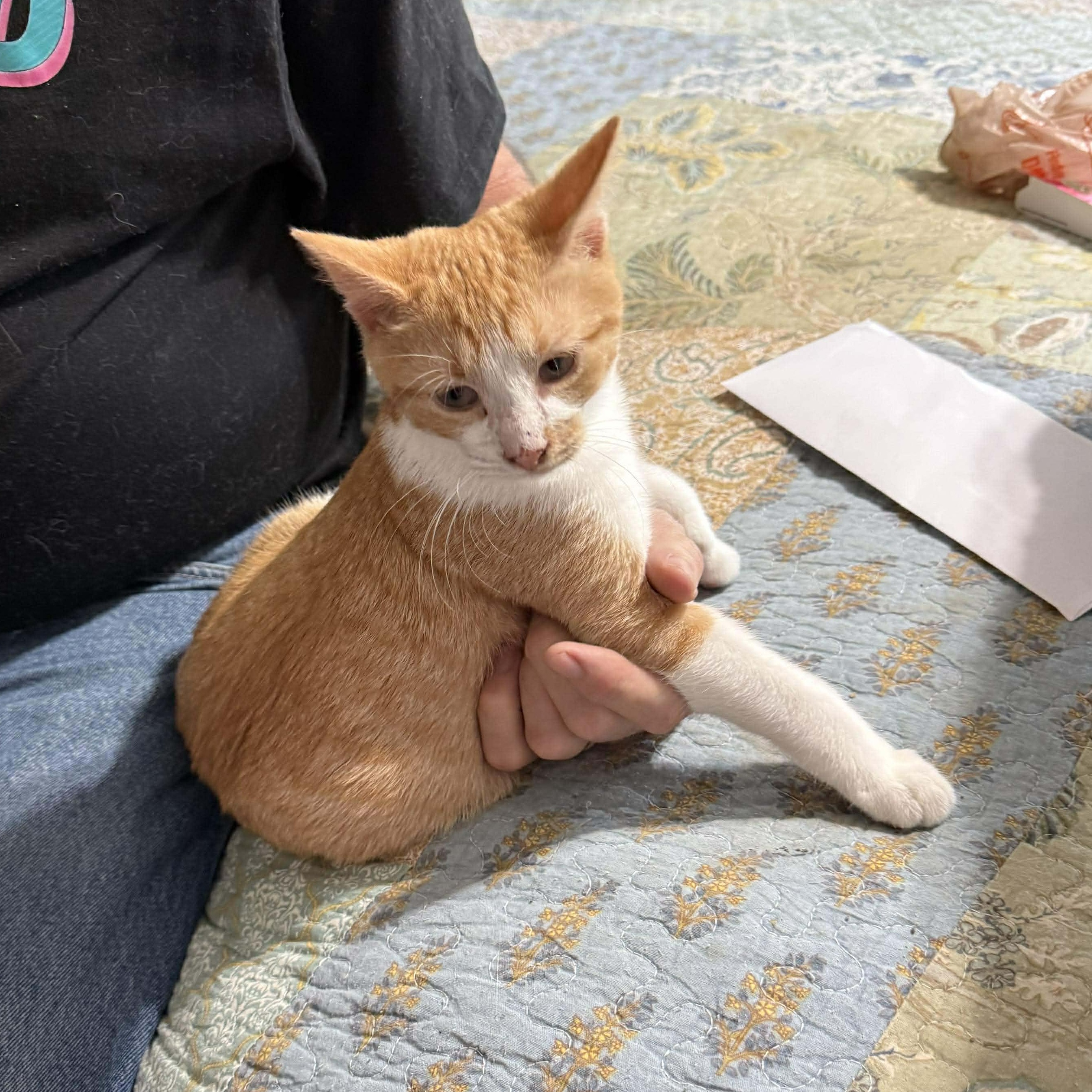 Enlarge Wreck It Ralph, an adopted Domestic Short Hair in Indianapolis, IN image 2/3