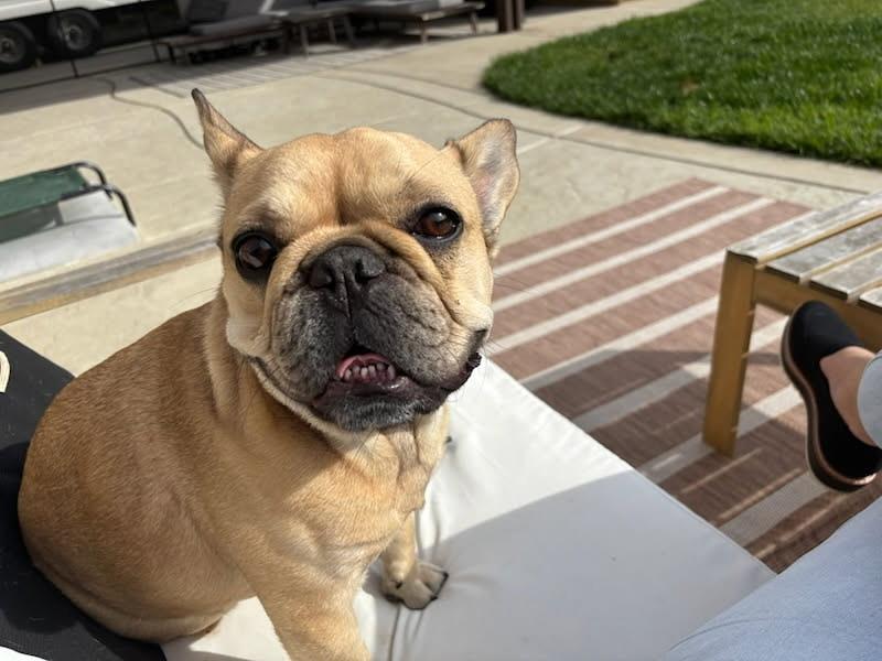 Enlarge Banks, a ADOPTABLE mixed breed in Murrieta, CA image 3/6