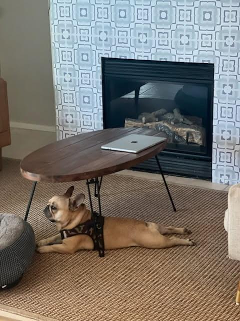 Enlarge Banks, a ADOPTABLE mixed breed in Murrieta, CA image 4/6