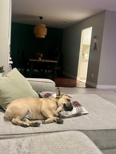 Enlarge Banks, a ADOPTABLE mixed breed in Murrieta, CA image 5/6