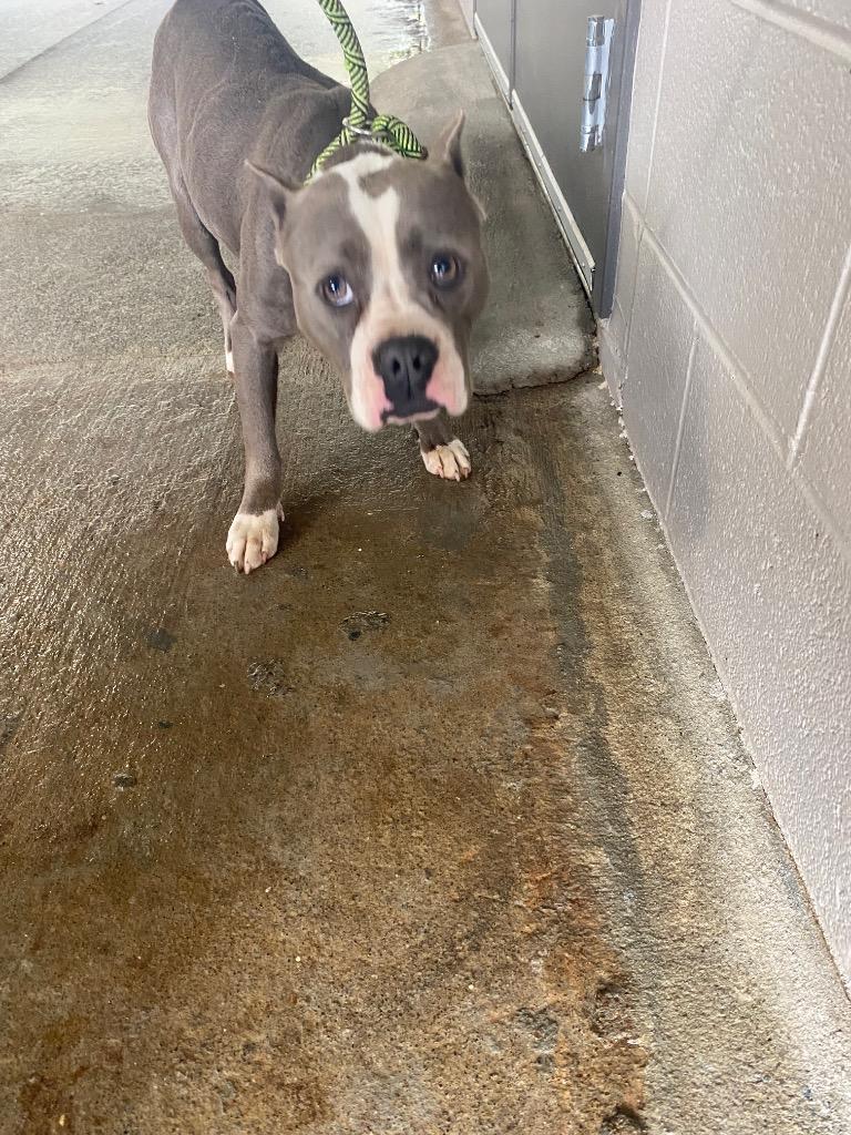 Enlarge Dora, a Adoptable mixed breed in Cartersville , GA image 1/1