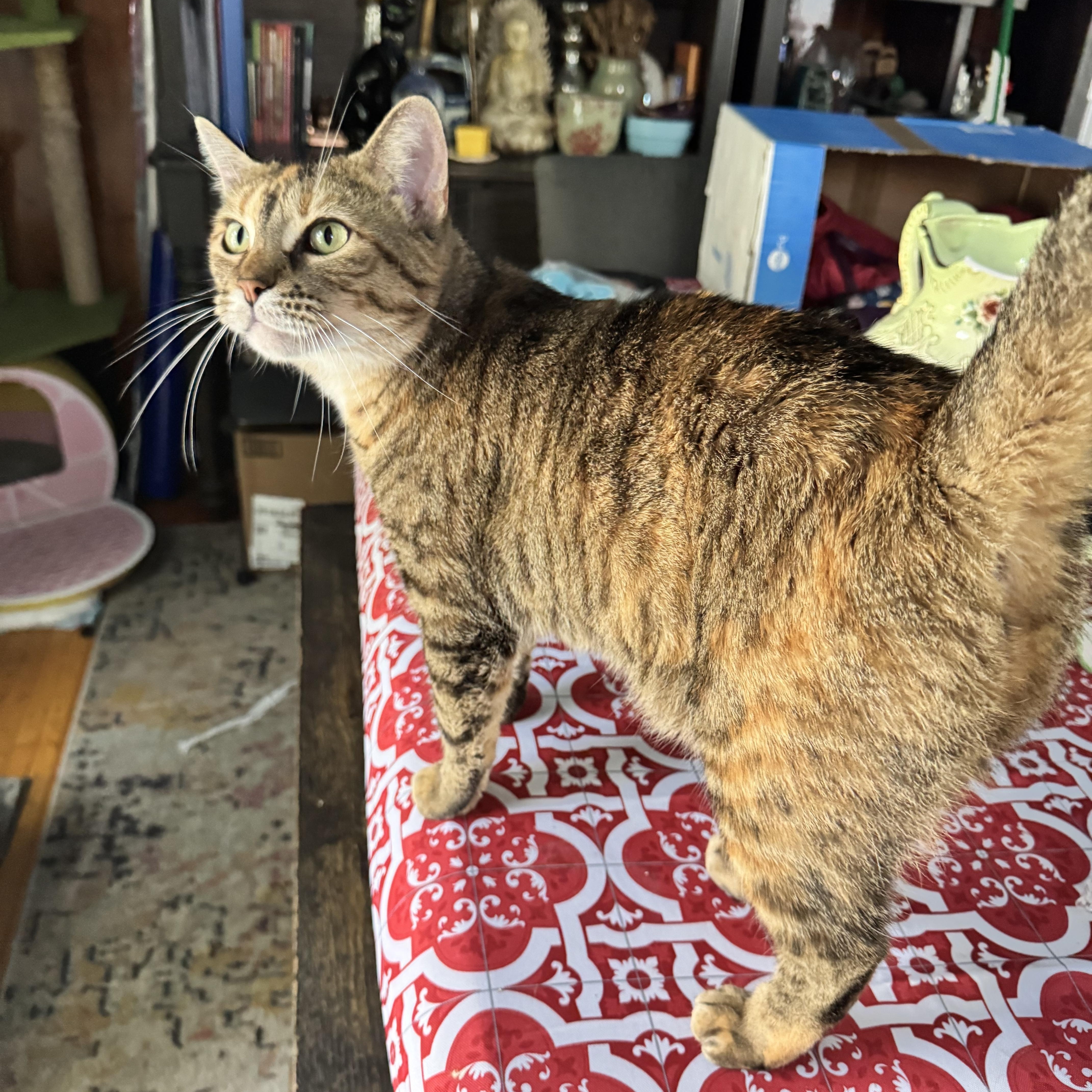 Macchiato, a Adoptable Torbie in Grand Haven, MI image 2/6