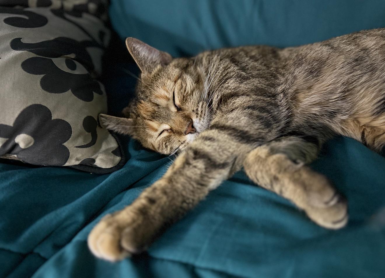 Macchiato, a Adoptable Torbie in Grand Haven, MI image 3/6