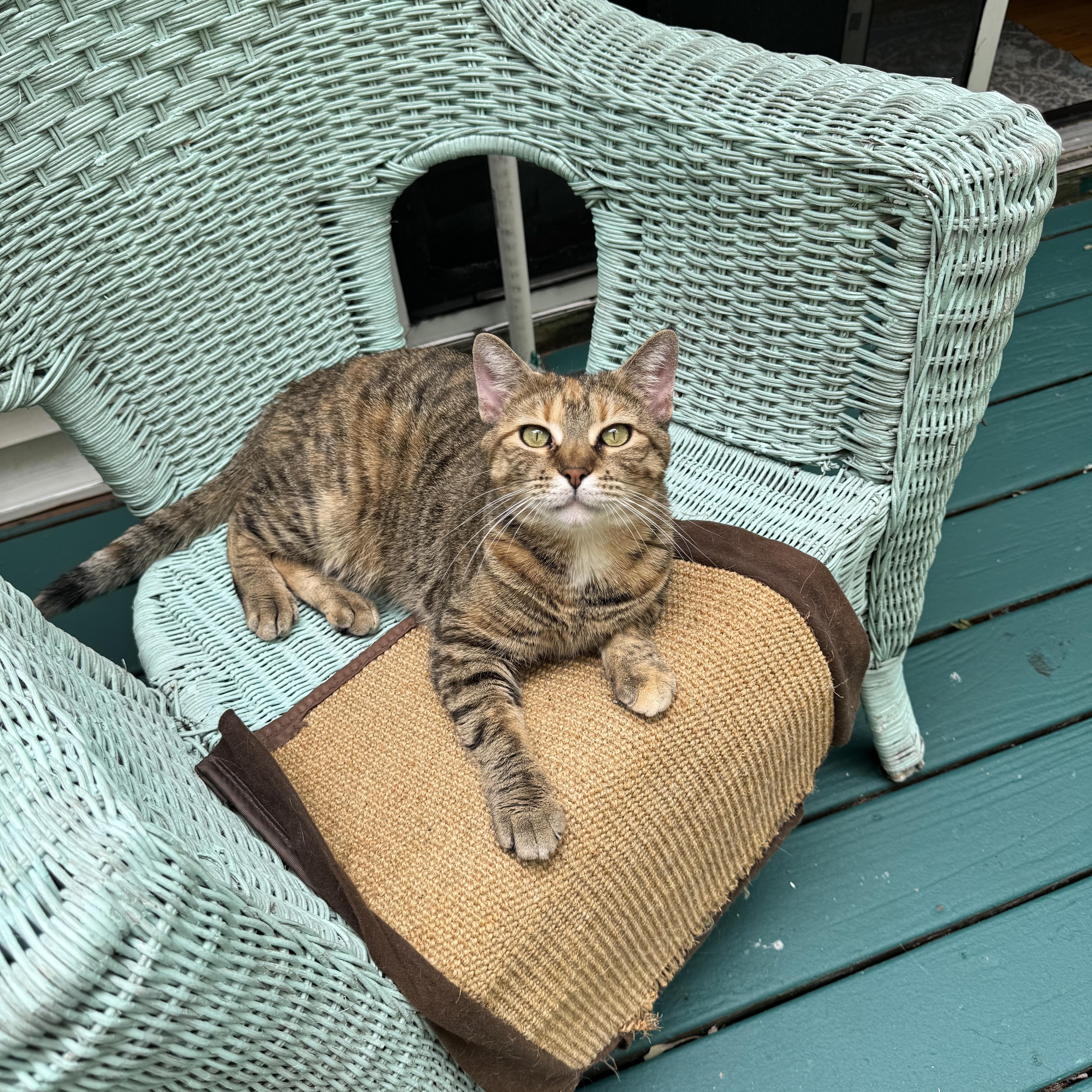Macchiato, a Adoptable Torbie in Grand Haven, MI image 1/6
