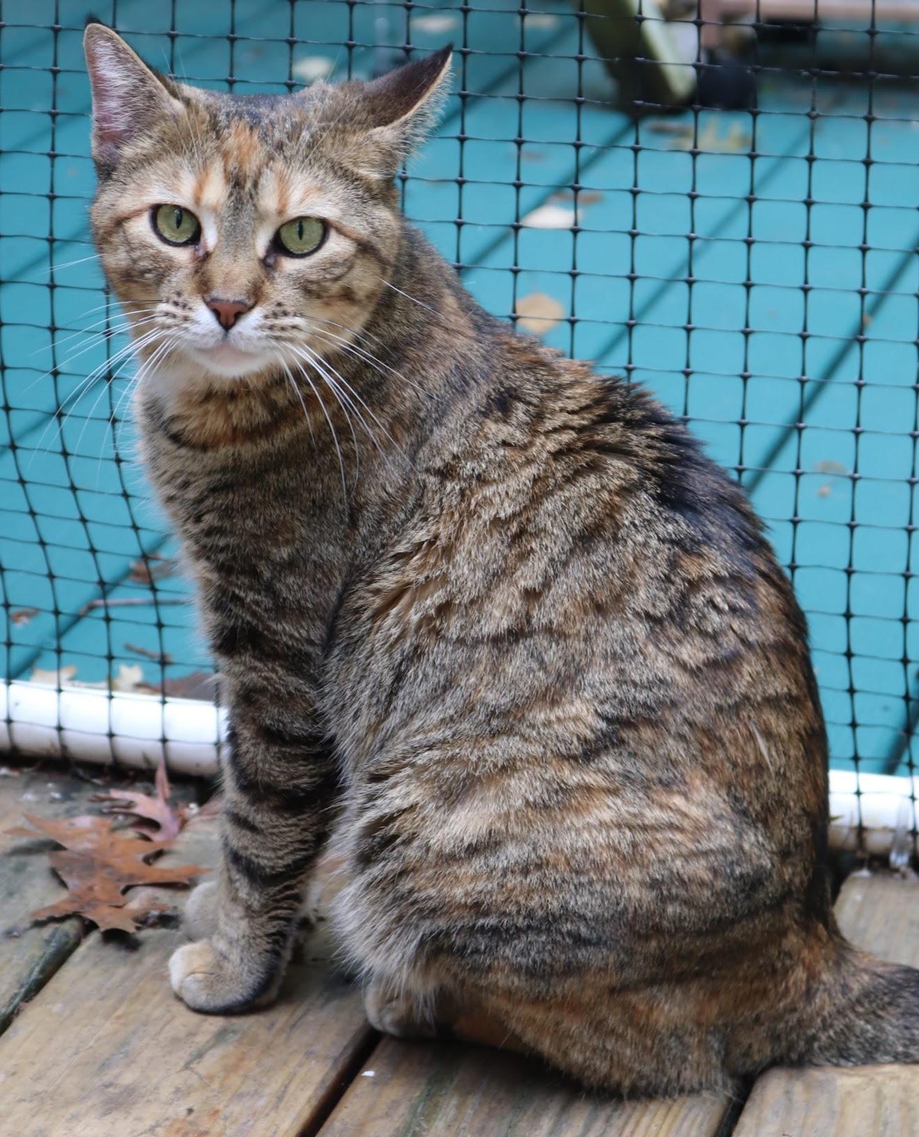 Macchiato, a Adoptable Torbie in Grand Haven, MI image 4/6