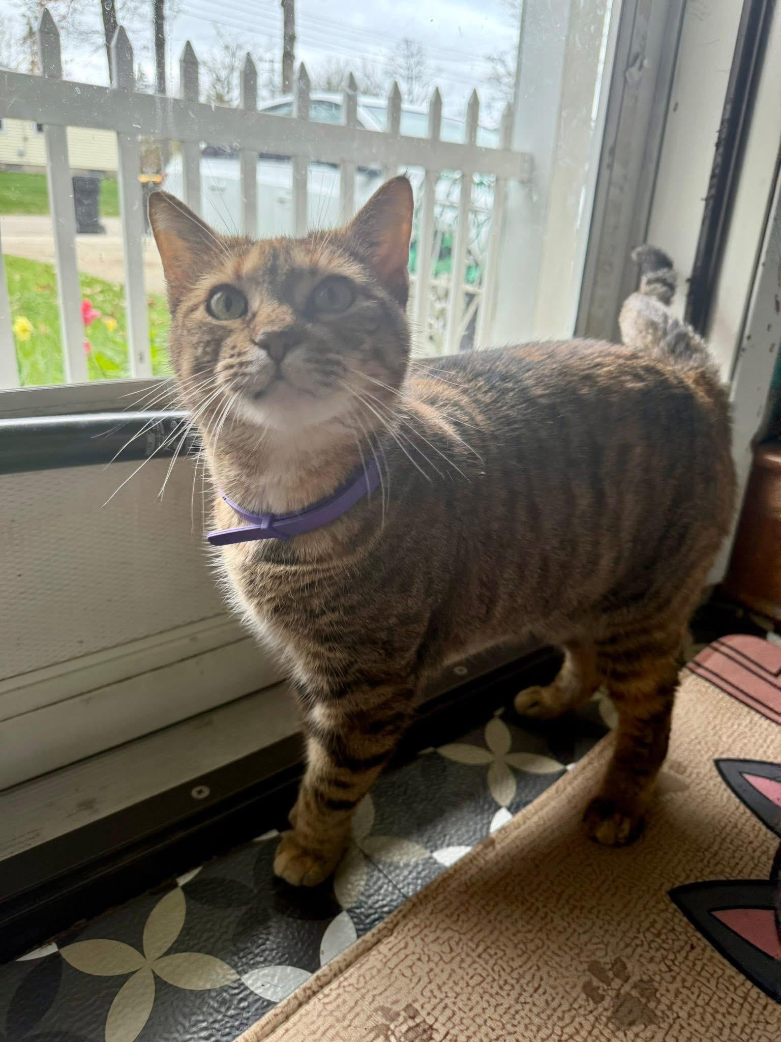 Macchiato, a Adoptable Torbie in Grand Haven, MI image 6/6