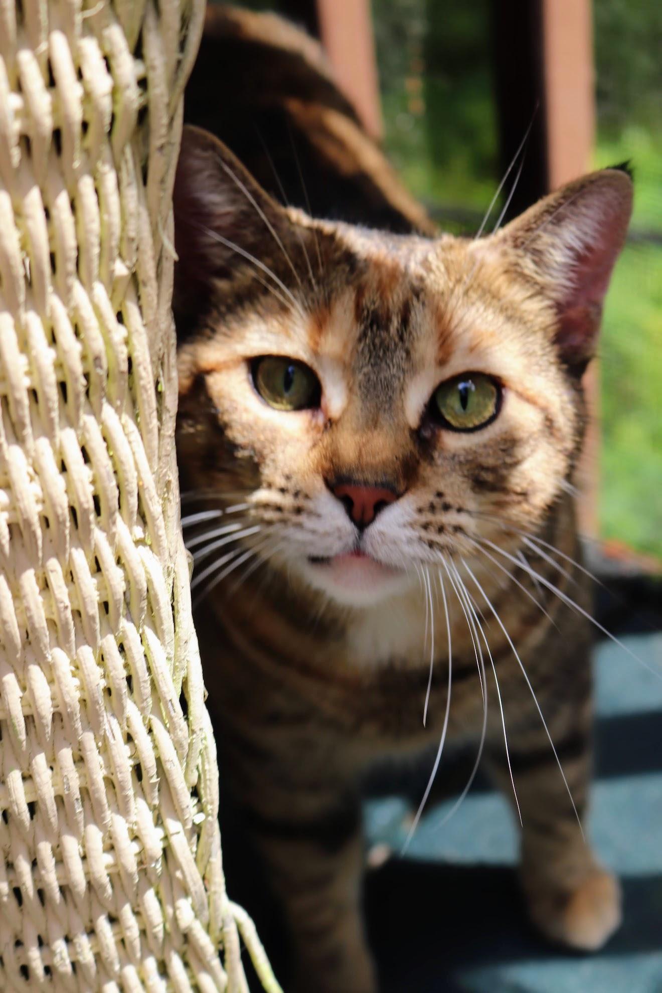 Macchiato, a Adoptable Torbie in Grand Haven, MI image 5/6
