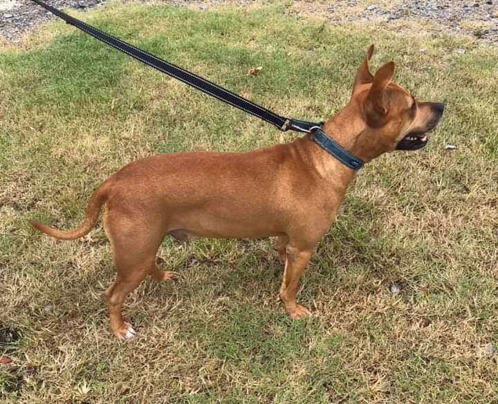 Ben, an adoptable American Staffordshire Terrier in Ferriday, LA, 71334 | Photo Image 2