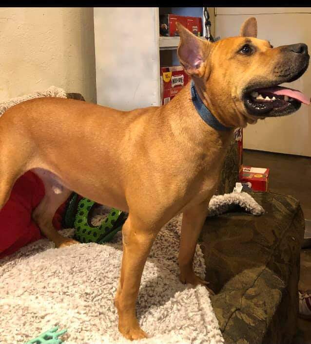 Ben, an adoptable American Staffordshire Terrier in Ferriday, LA, 71334 | Photo Image 1