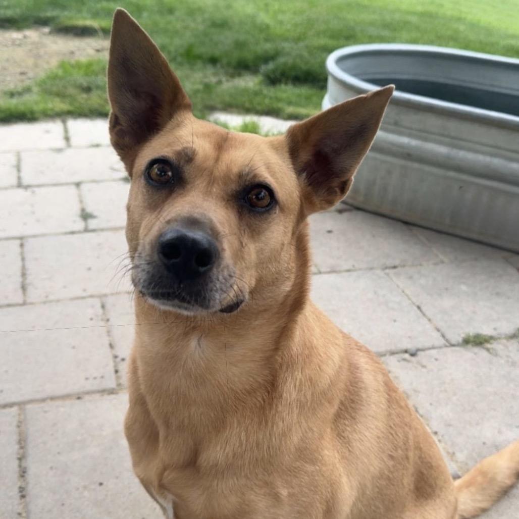 Kassie, Adoptable, Adult Female Mixed Breed & Shepherd.