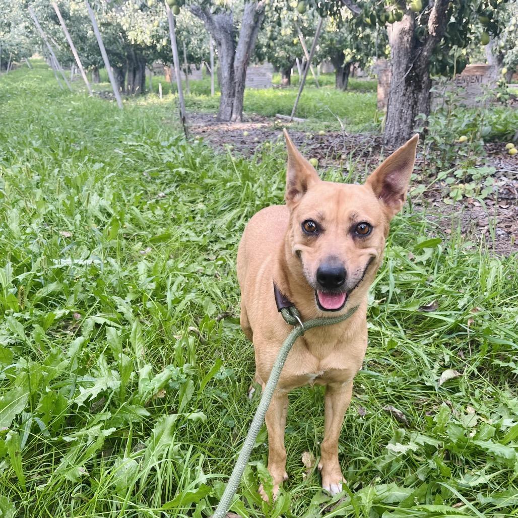 Kassie, Adoptable, Adult Female Mixed Breed & Shepherd.