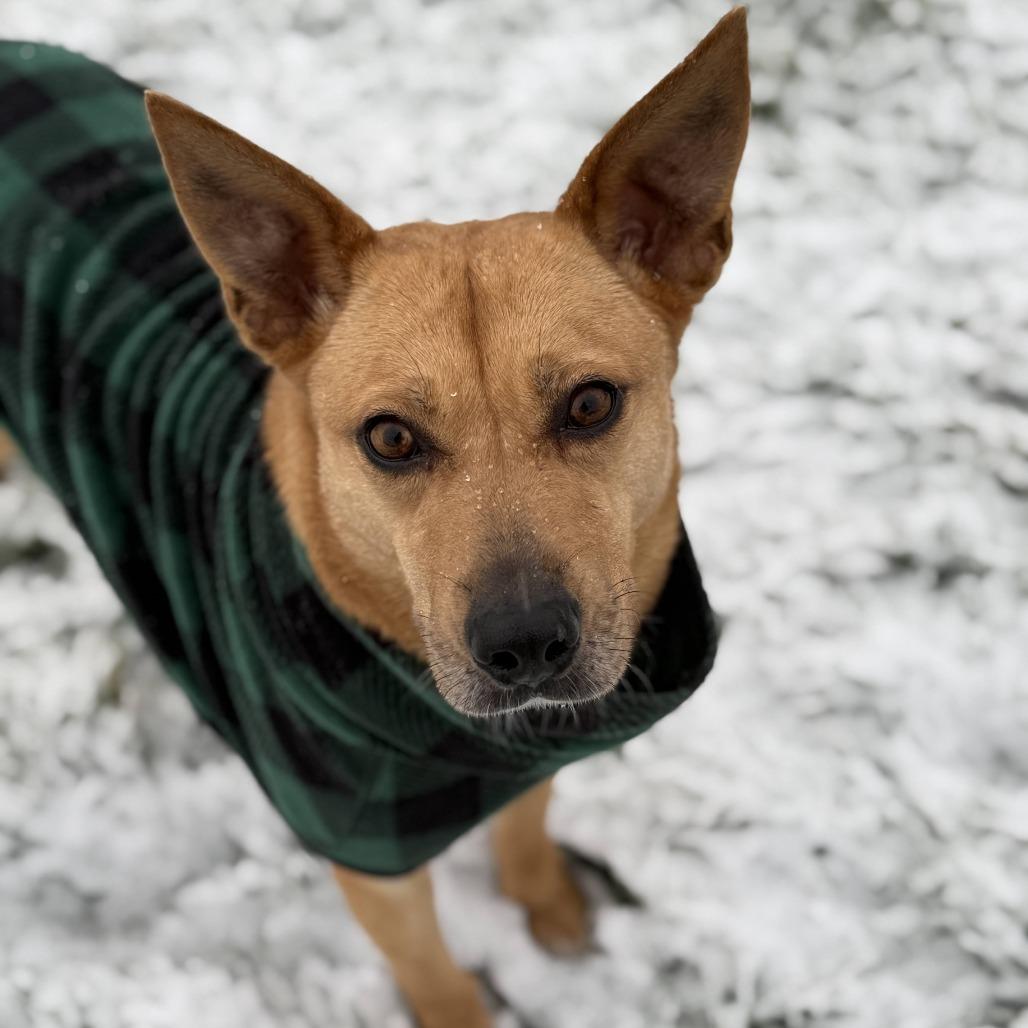 Kassie, a Adoptable mixed breed in Cashmere, WA image 2/5