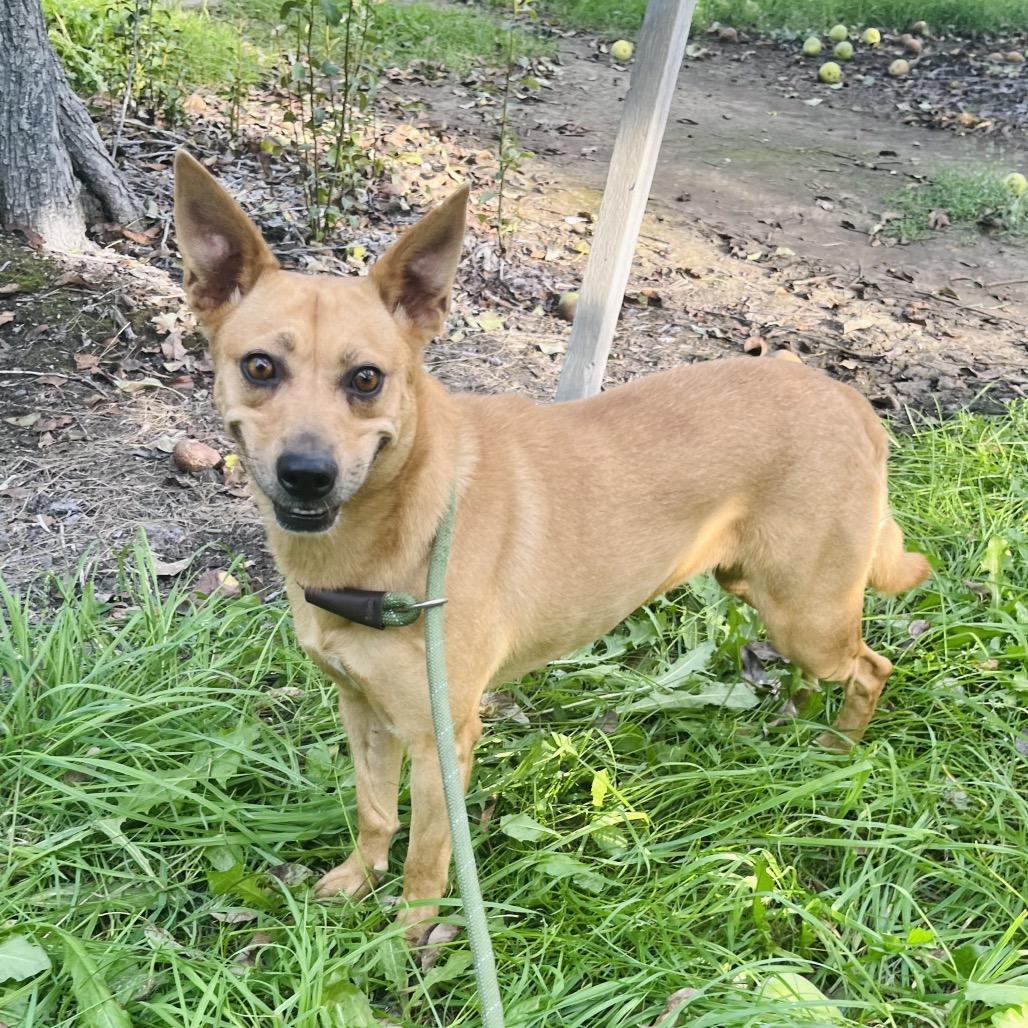 Kassie, a Adoptable mixed breed in Cashmere, WA image 3/5