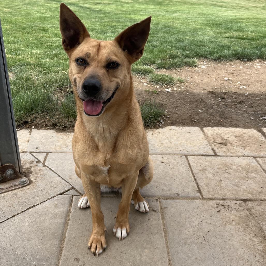 Kassie, a Adoptable mixed breed in Cashmere, WA image 4/5