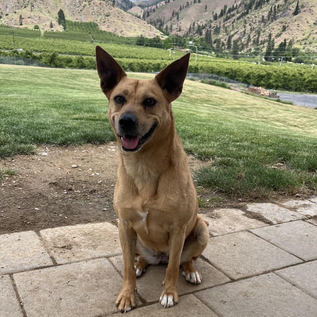 Kassie, a Adoptable mixed breed in Cashmere, WA image 5/5