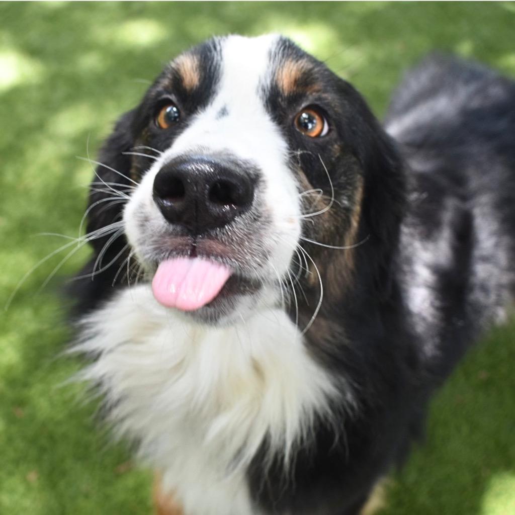George, Adopted, Young Male Australian Shepherd.