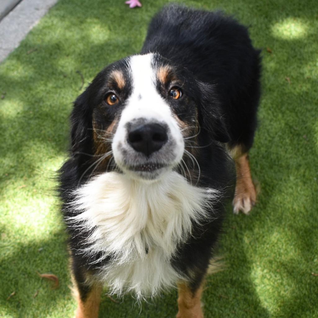 Enlarge George, a Adopted Australian Shepherd in Saint Petersburg, FL image 2/3