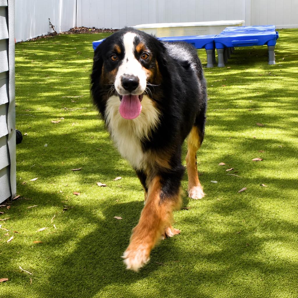 Enlarge George, a Adopted Australian Shepherd in Saint Petersburg, FL image 3/3