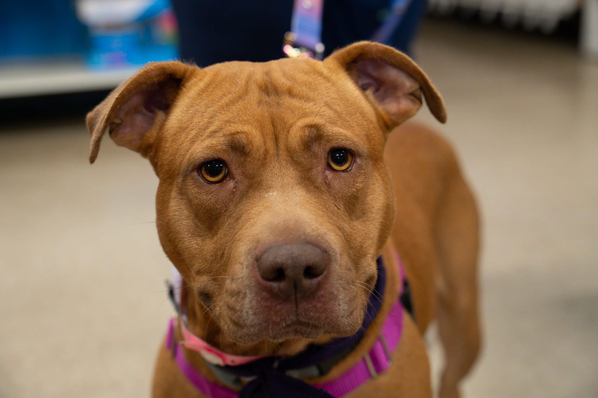 Enlarge Sara, a Adoptable mixed breed in Troy, MI image 1/6